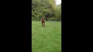 Irish Setter in the park