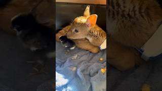 Baby DEER Thinks She is a CHICKEN! #shorts #nature #cute