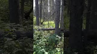 Watch till the end. Real Bigfoot sighting west of HWY 40 near vicary creek in Alberta Canada.