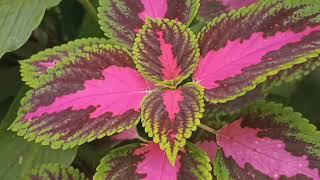 Coleus plant care 🪴 colourful  liffy plant 🪴  खूबसूरत  पत्तियों वाले प्लांट की देखभाल कैसे करें ।🪴