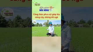 CÔNG THỨC GIÚP LÚA CỨNG CÂY, CHỐNG ĐỔ NGÃ #canhtaclua #cungcay #chongdonga