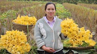 Ly Thi Who Is About To Give Birth Goes To Harvest Squash Flowers - Gardening, Grow egetables