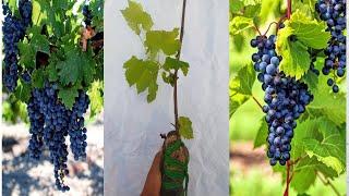 how to grapes air layering plant easy mothod grapes cuttings telugu pomegranate plant coco peat soil