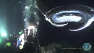 Manta Ray Night Drive