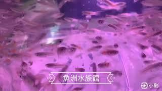 魚洲水族館 野生孔雀魚