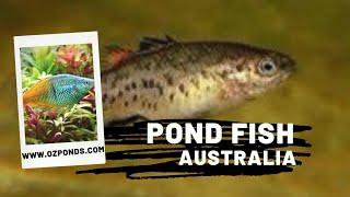 Pond fish that do well in Australian garden ponds