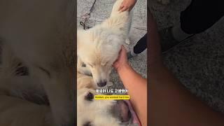 몽실이 집에가는데 황금이 서운한거야? #몽실이 #리트리버 #dog #남해 #강아지