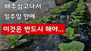 무, 배추 심고나서 일주일 안에 이것은 꼭 해주어야 합니다