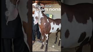 ikraam nonari