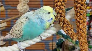 9 hours of budgie sounds for relaxation