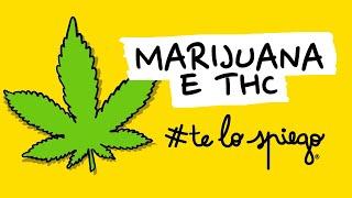 COME FUNZIONANO MARIJUANA (CANNABIS) E THC | #TELOSPIEGO