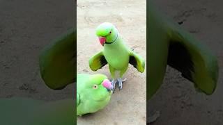 Parrot Jora Show Video #fantasticparrot #shorts