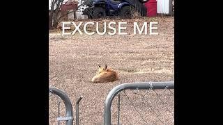 Foxy Drama