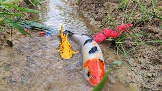 Hunt for real koi fish, ornamental fish, marine animal toys, megalodon sharks - Part329