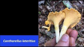 What's That Fungus? - Cantharellus lateritius