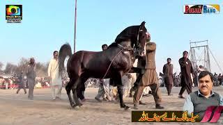 Ghulam e Ghazi l Horse Dance Jhangar Lal Nankana Sahib 14 15 Feb 2024 l Rai Ghulam abbas Mangeara