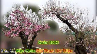 Tết Hà Nội 2023 - Đào Cổ Mộc Châu Giá trên Trời Rực Rỡ Khoe Sắc Xuân Quý Mão