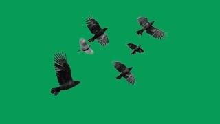 Birds flying green screen video free download | Green screen birds flying video download