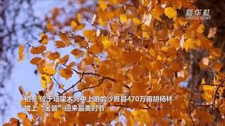 Aerial photography of a magnificent ecological scene in a poplar forest