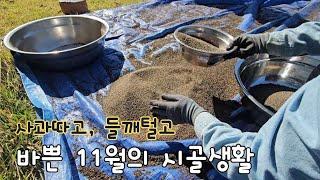 sub)7 Things You Must Do in Late Autumn in November! delicious Korean dishes, apples, perilla seeds