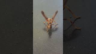 Wow! It's not a wasp..and not a Praying Mantis like I thought. Wasp mantidfly. Hit the Like on this!