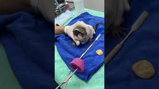 Vet carefully removes ROCKS from greedy frog's stomach