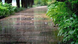 Heal Your Mind, Relax Comfortably with the Refreshing Rain Sounds on the Trail. Insomnia Relief