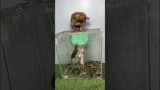 القرود الصغيرة تتنافس مع الفئران على الغذاء #monkeyandmouse