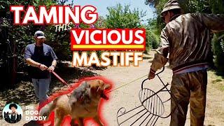 Training My Biggest Challenge Yet / 200 lb Tibetan Mastiff Part 1- The Dog Daddy