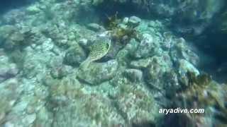 흰점꺼끌복(Arothron hispidus)~ White-spotted puffer, Stars and stripes puffer