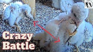 Epic Wildlife Showdown: Lesser Kestrel vs. Centipede + Tug of War