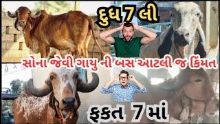 સોના જેવી ગાયુ ની બસ આટલી જ કિંમત ફકત 7 માં|| પશુલે-વેચ || #cow #pasulevech #gircow #animals