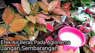 Jangan Pakai Air Beras Pada Aglaonema