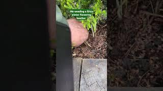 Weeding a #heather #weeding #weedstagram #weedingday #gardening #myhand #bighand #grass #reel #short