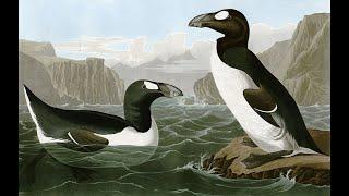 Extinct: The Great Auk