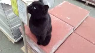 sample video from Umi Plus / camera test with cats