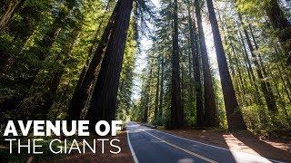 Avenue of the Giants: One of California's Best Drives