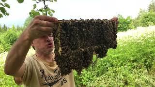 Рой залетел в сарай. Пересадка. Оператор "Живу на хуторе в Латгалии"   Хутор LV