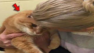 The Woman Took the Cat From the Shelter and The Next Day,Something Amazing Happened!