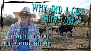 WHY MINI COWS? | why I chose mini zebu cattle for my homestead!