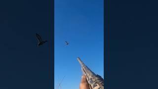 Keep watching my gun barrel after taking my shot ! Follow through. #duckhunting #waterfowl #hunting