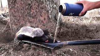 These Animals Asked People For Help And Here's Why !