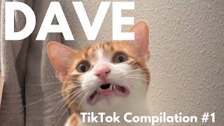 DAVE THE CAT - Funniest TikToks - VOLUME 1