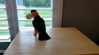 Izzy, the Caique, hopping in circles with a ball of paper!!!