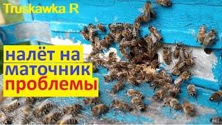 #Пчёлы. Почему налёт на маточник не принесёт пользы. Зато будет много проблем.