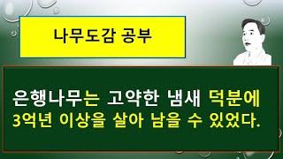 은행나무의  신기한 꽃과 열매를 살펴보겠습니다.