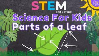 Parts of a Leaf | Science For Kids | STEM Home Learning