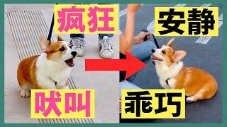 训犬师如何一小时搞定激动狂吠的柯基