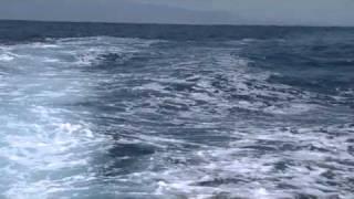 Slippery Lizzard Sport Fishing - Cabo San Lucas