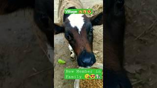 New Member in our Family  #viral  #viralvideo #video #viralshorts #shortvideo #shorts #village